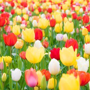 Meet your Posher, Glentine